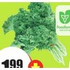 Bunch Kale  - $1.99