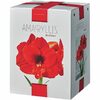 Amaryllis Kit - $13.99
